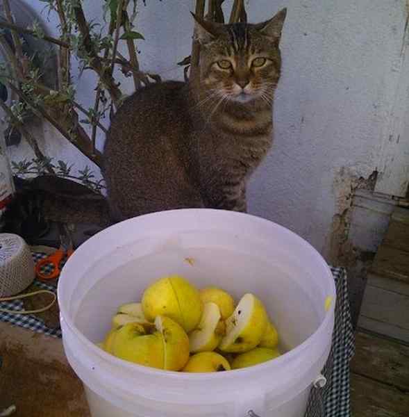 Genius! Tekan Cider Apple DIY