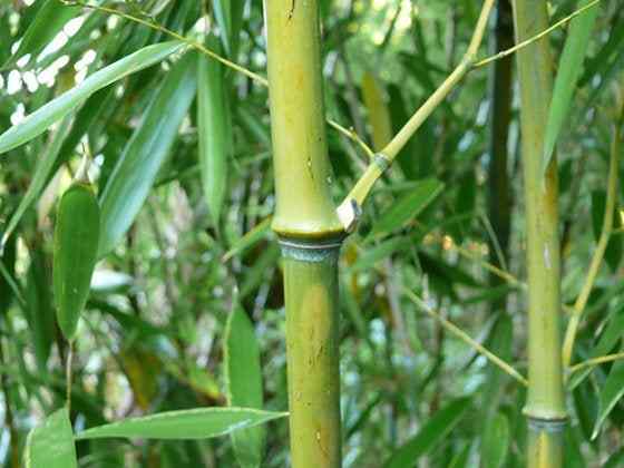 Menumbuhkan taman bambu