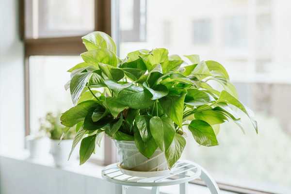 Cultiver et prendre soin d'une plante de Pothos