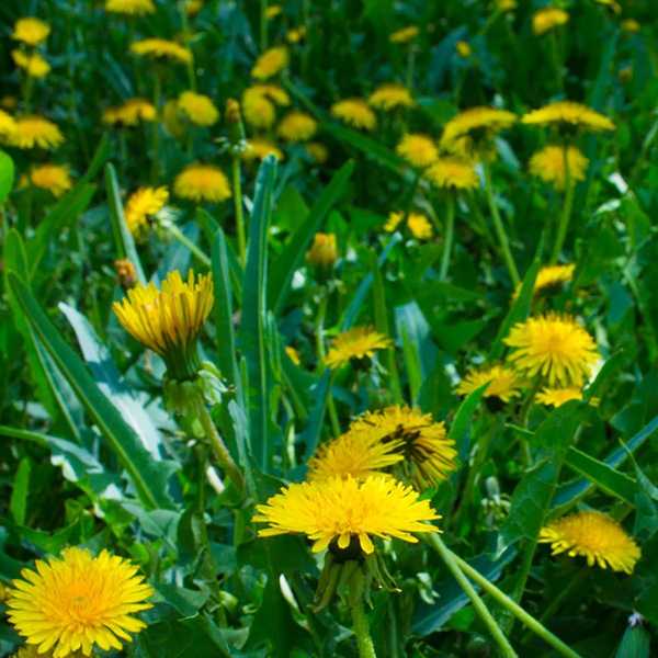 Leitfaden zu gemeinsamem Unkraut mit gelben Blüten