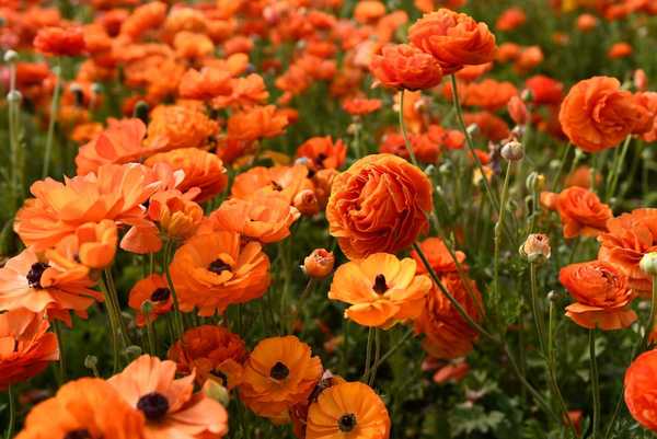 Leitfaden zur Pflege von Ranunculus