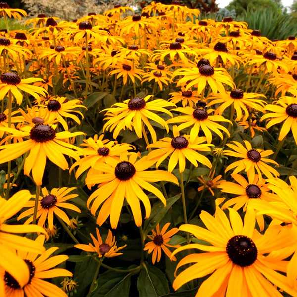 Aquí hay un simple truco para evitar que las plantas invasoras se hagan cargo de su jardín