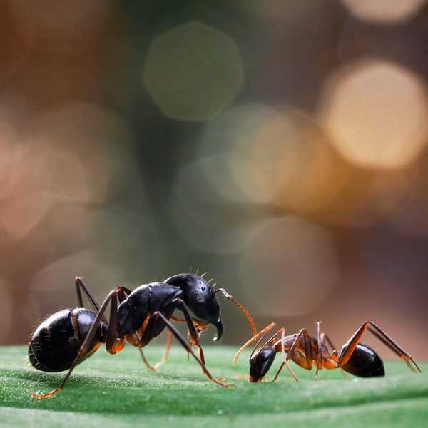 Voici comment se débarrasser de toutes sortes de fourmis