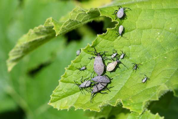 Inilah caranya untuk menjaga bug squash keluar dari taman anda