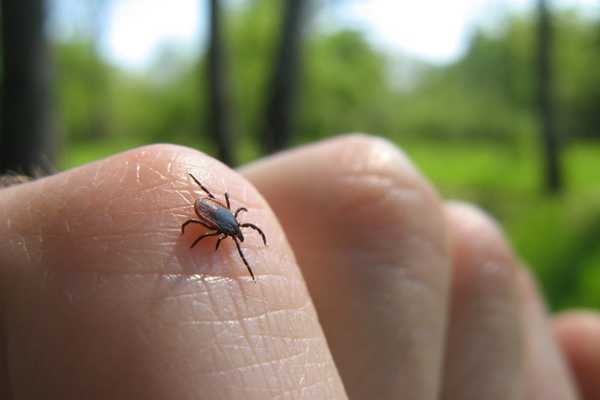 Voici comment garder les tiques hors de chez vous