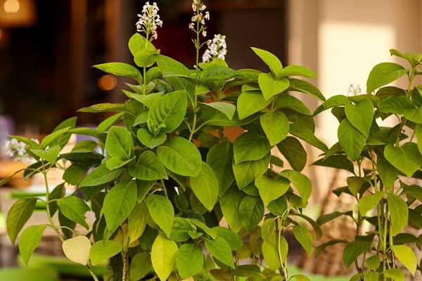 Voici ce qu'il faut faire si vos lilas ne fleurissent pas