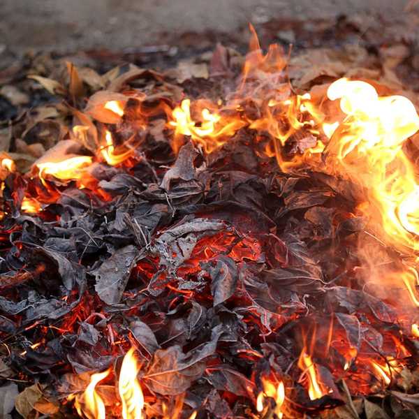 Voici pourquoi brûler les feuilles est une mauvaise idée