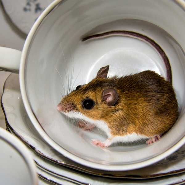 Voici pourquoi avoir un problème de souris est pire que vous ne le pensiez