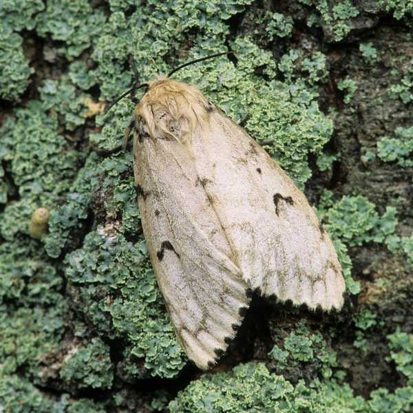 Eis por que você precisa estar ciente da mariposa LDD nesta primavera