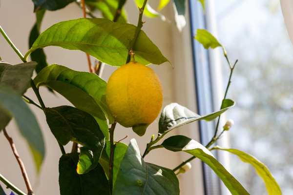 Voici pourquoi vous devriez faire pousser des citronniers dans votre maison pendant l'hiver