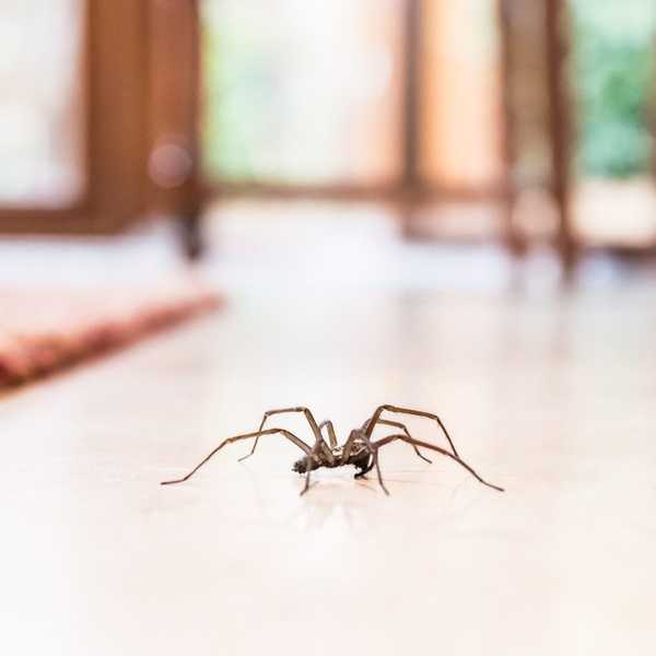 Voici pourquoi tu ne devrais jamais tuer une araignée