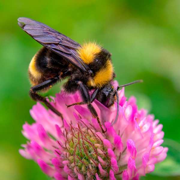 Voici pourquoi tu ne devrais pas tuer les abeilles dans ta cour