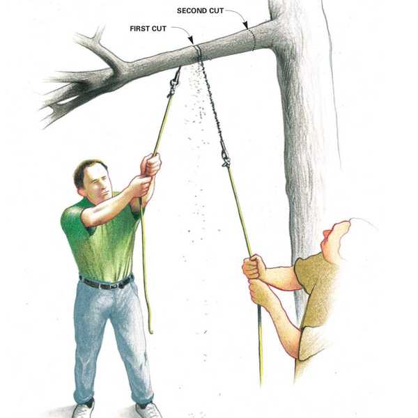 Cutter des membres d'arbre de haut niveau