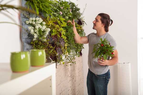 Guide du propriétaire sur les murs vivants