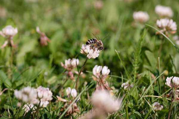 Hausbesitzer -Leitfaden für No Mow May