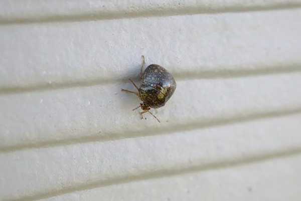 Hausbesitzeranleitung zum Kudzu Bug