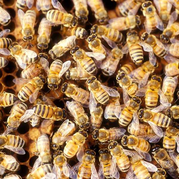 Honigbienen in Wänden kosten 12.000 US -Dollar, um zu entfernen