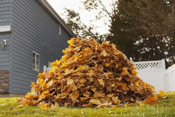 Comment pouvez-vous réutiliser et réutiliser les feuilles sèches?