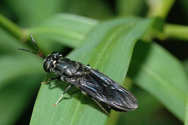 Wie kompostiert man mit Black Soldier Fly Larven?