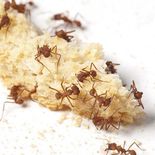 Woher weiß eine Ameise, dass es Krümel auf Ihrem Boden gibt??