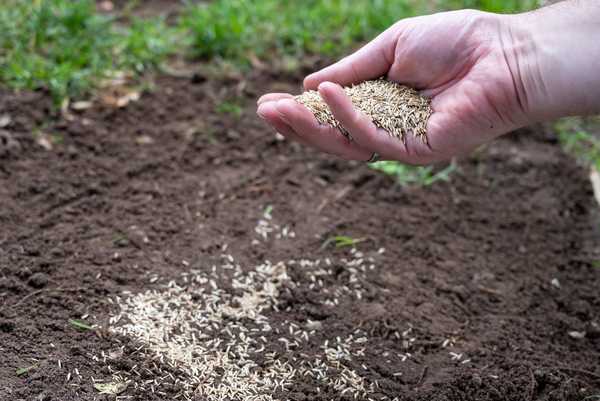 À quelle fin de l'année pouvez-vous planter des graines de l'herbe?