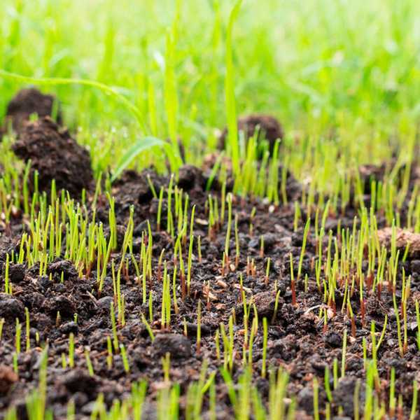 Combien de temps faut-il pour que les graines de l'herbe poussent?