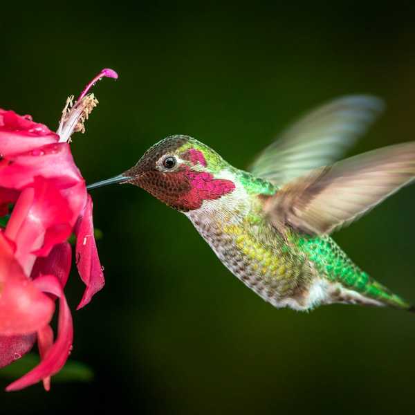 Cómo atraer a los colibríes a tu balcón