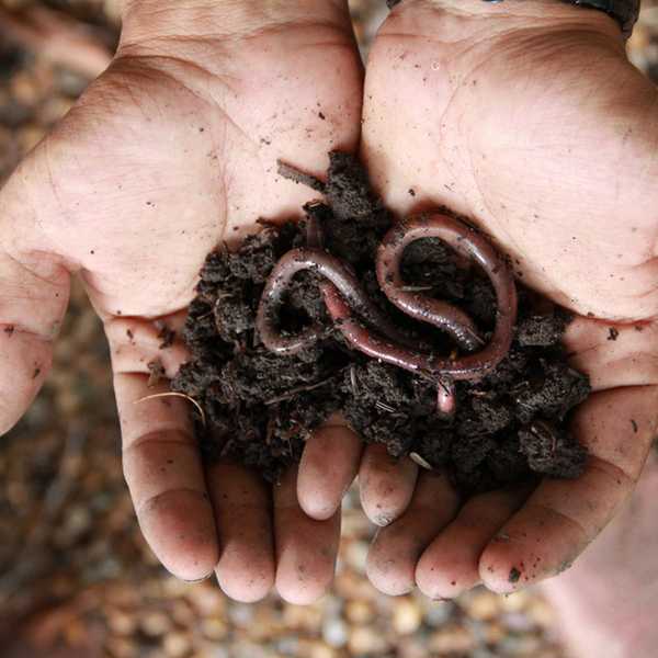 Como atrair vermes para o seu jardim