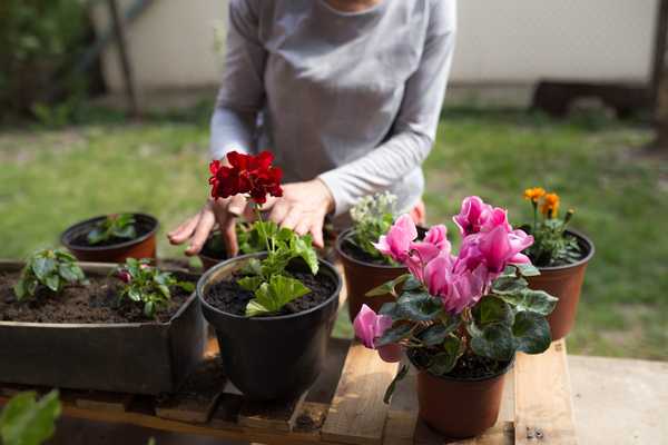 Comment s'occuper des bégonias