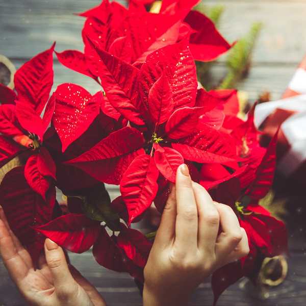 Wie man sich um Weihnachtblumen kümmert