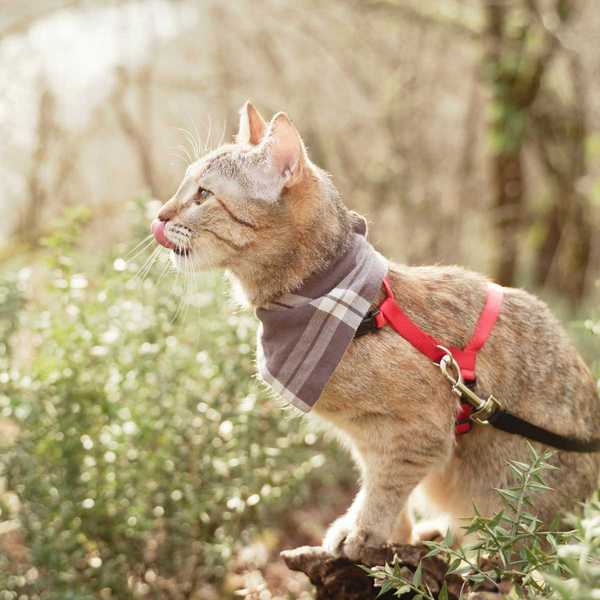 Comment choisir un harnais pour un chat