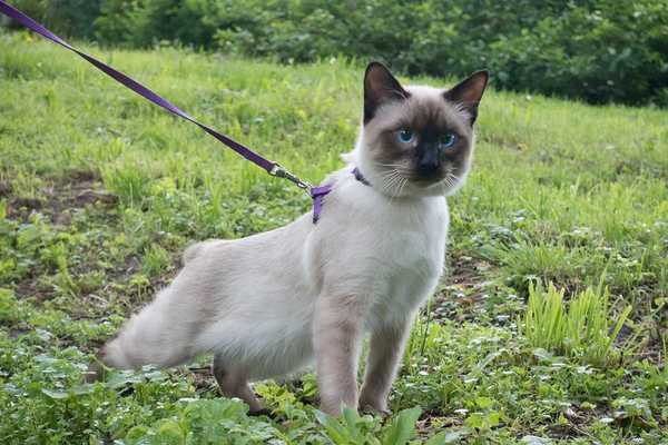 Cómo elegir una correa para tu gato