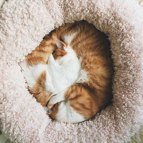 Bagaimana memilih tempat tidur terbaik untuk kucing Anda