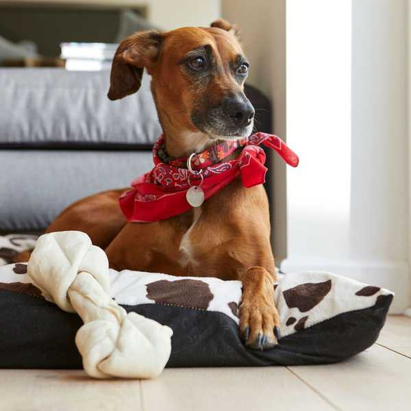 Como escolher a melhor cama para o seu cachorro