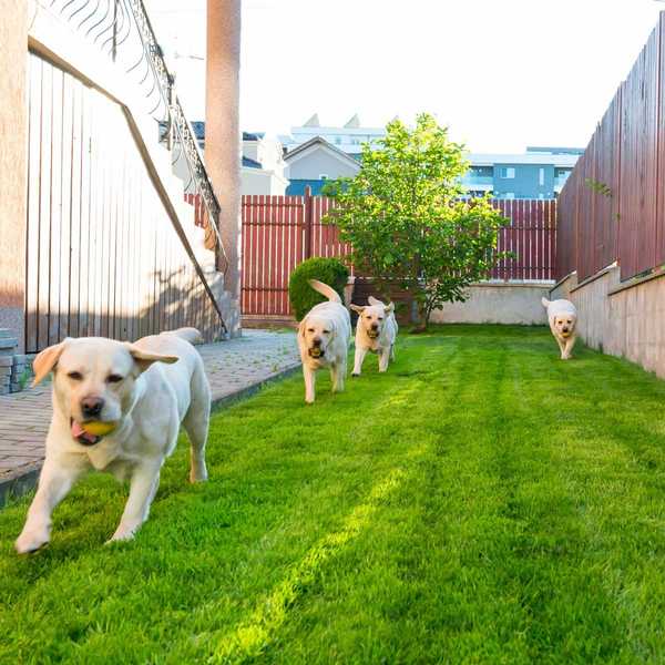 So wählen Sie den besten Zaun für Ihren Hund aus