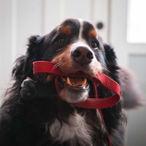 Cara memilih tali terbaik untuk anjing Anda