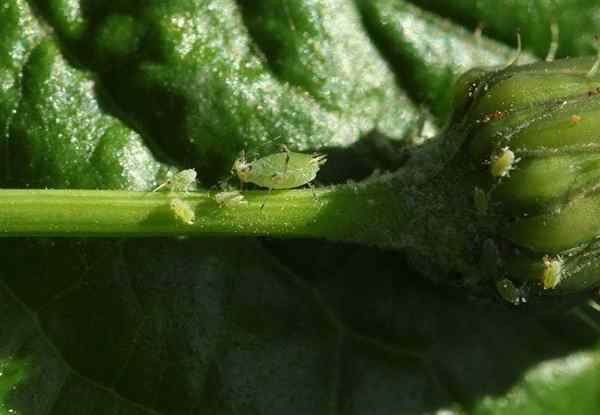 Comment combattre les parasites du jardin (partie 1)