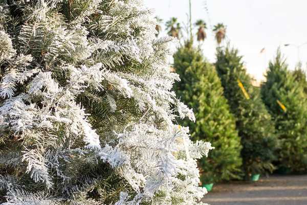 Wie man einen gefährdeten Weihnachtsbaum gibt