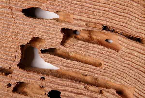 Comment combattre les termites