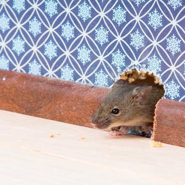 Wie man eine Maus in einer Wand loswerden