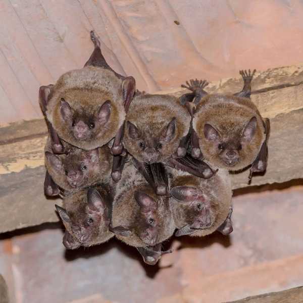 Cómo deshacerse de los murciélagos en el ático