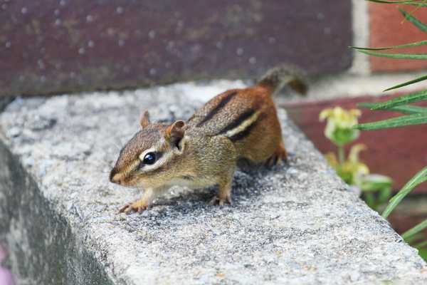 Como se livrar de chipmunks