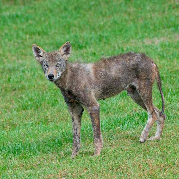 Cómo deshacerse de los coyotes