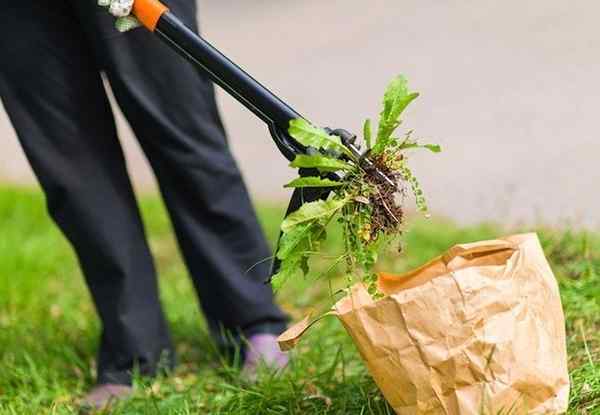 Bagaimana menyingkirkan crabgrass