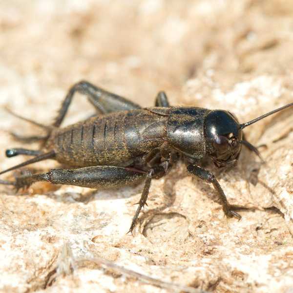 Wie man Crickets loswerden