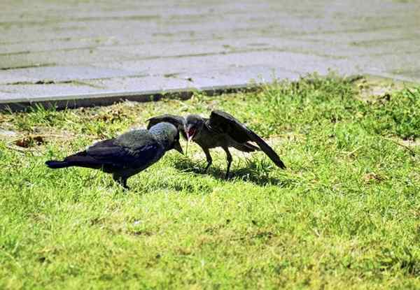 Cara Menghilangkan Crows