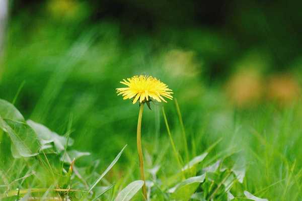 Cara menyingkirkan dandelion di halaman Anda