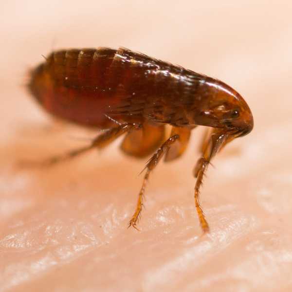 Cómo deshacerse de las pulgas