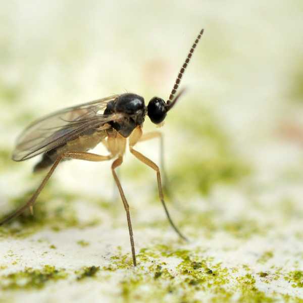 Comment se débarrasser des moucherons