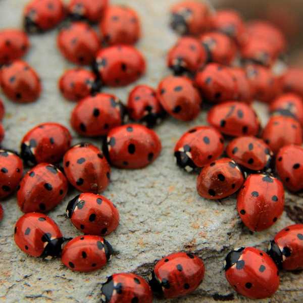 Bagaimana menyingkirkan ladybugs